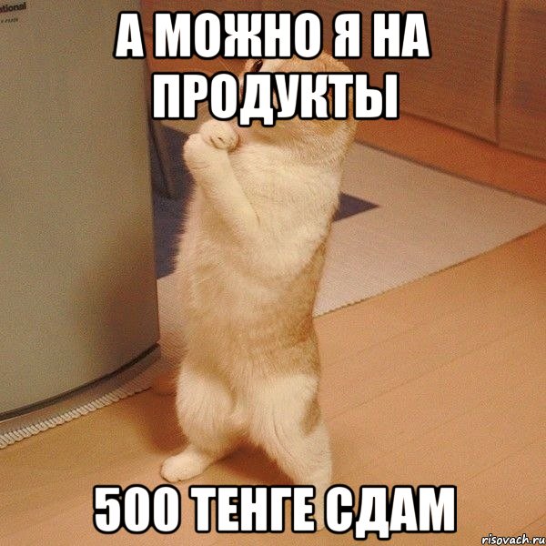 А можно я на продукты 500 тенге сдам, Мем  котэ молится