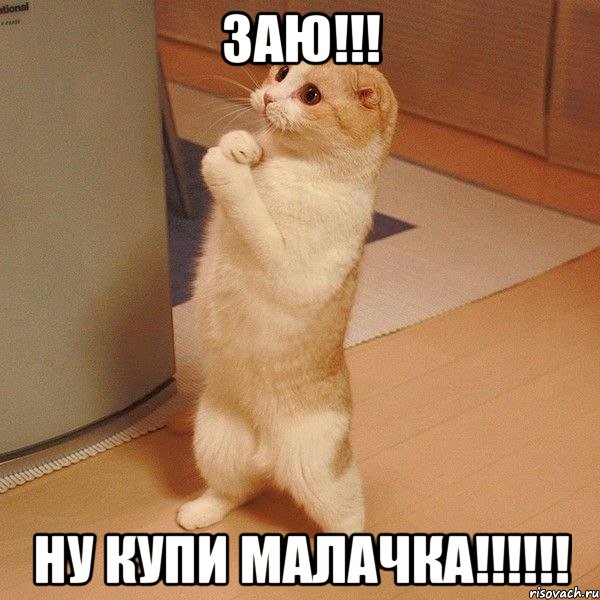 ЗАЮ!!! Ну купи малачка!!!!!!, Мем  котэ молится