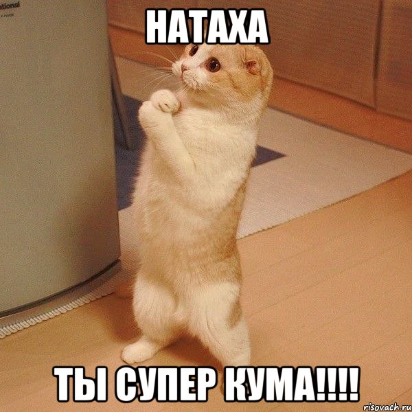 НАТАХА ТЫ СУПЕР КУМА!!!!, Мем  котэ молится