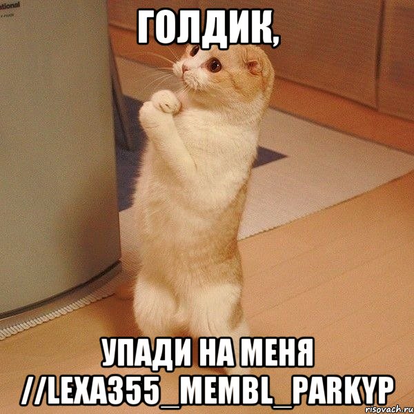 Голдик, Упади на меня //lexa355_membl_parkyp, Мем  котэ молится