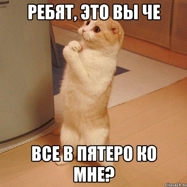 Ребят, это вы че все в пятеро ко мне?, Мем  котэ молится