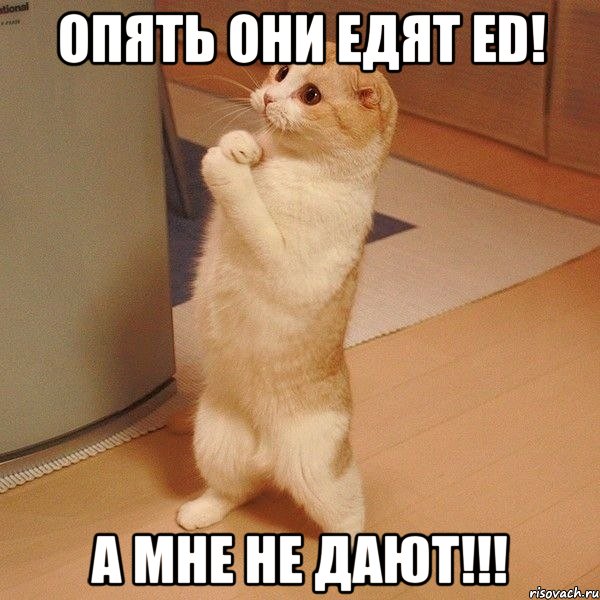 Опять они едят ED! А МНЕ НЕ ДАЮТ!!!, Мем  котэ молится