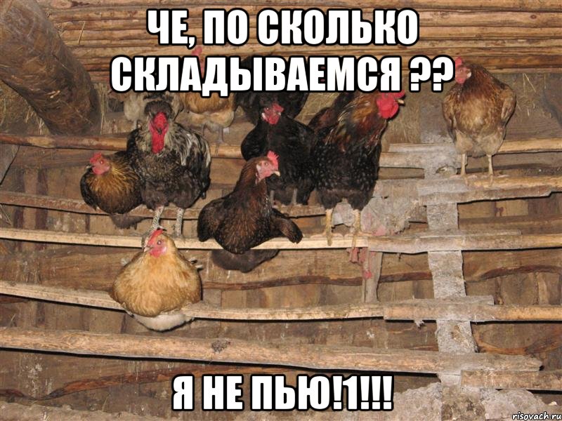 Че, по сколько складываемся ?? Я не пью!1!!!, Мем Курятник