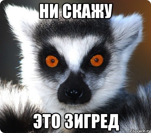 lemur_38735096_orig_.jpeg
