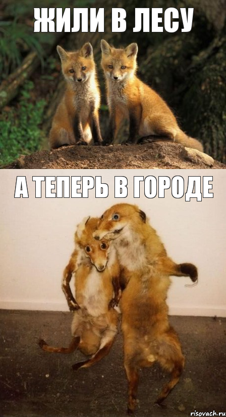 жили в лесу а теперь в городе