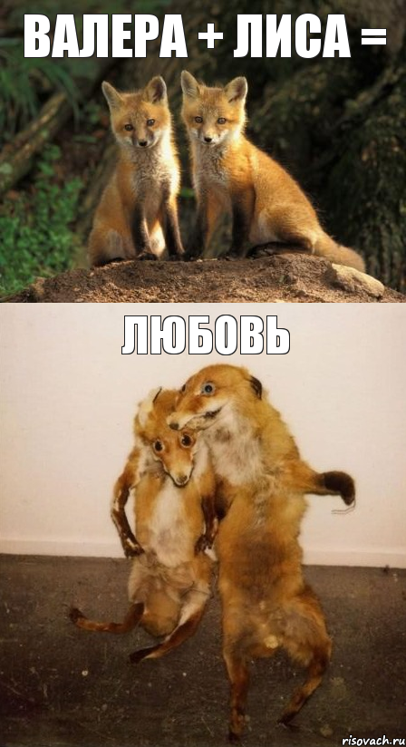 валера + лиса = ЛЮБОВЬ