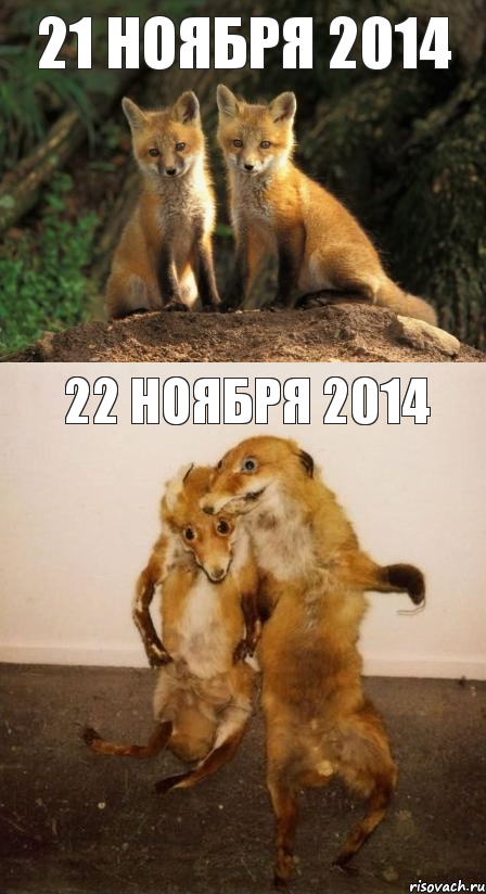 21 ноября 2014 22 ноября 2014