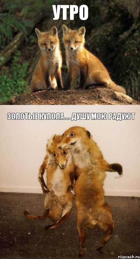 утро золотые купола.... душу мою радуют, Комикс Лисицы