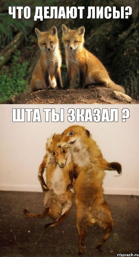 Что делают лисы? Шта ты зказал ?