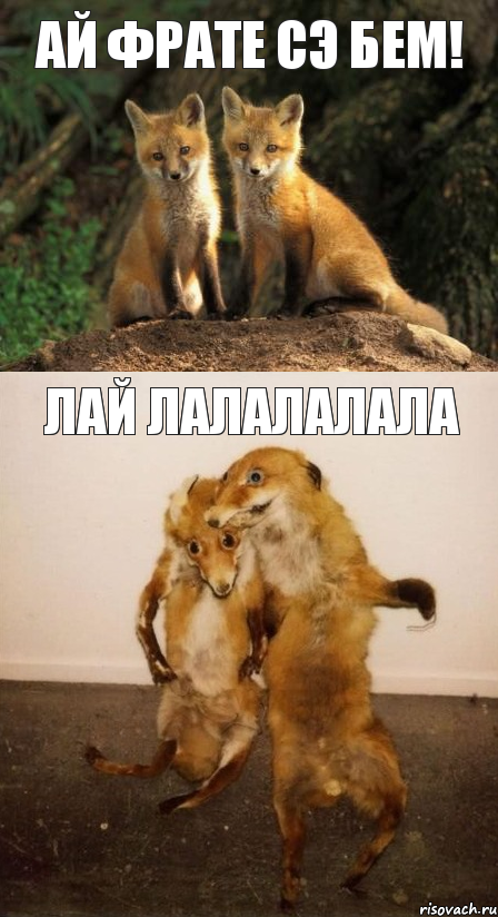 Ай фрате сэ бем! лай лалалалала, Комикс Лисицы