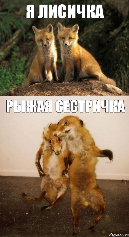 Я лисичка рыжая сестричка, Комикс Лисицы