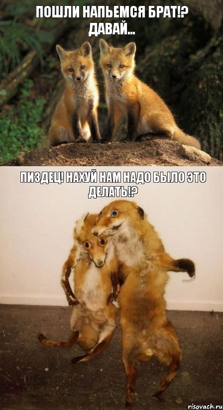Пошли напьемся брат!? Давай... Пиздец! Нахуй нам надо было это делать!?, Комикс Лисицы