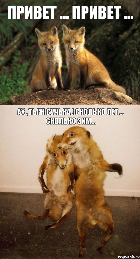 Привет ... Привет ... Ах , тыж сучька ! Сколько лет ... сколько зим..., Комикс Лисицы