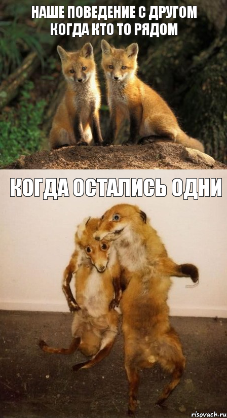 наше поведение с другом когда кто то рядом когда остались одни, Комикс Лисицы