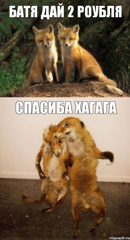 батя дай 2 роубля спасиба хагага, Комикс Лисицы