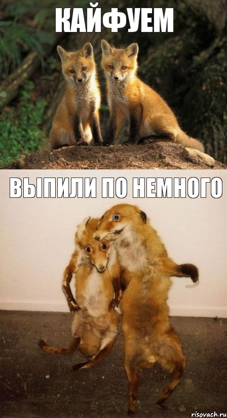 кайфуем выпили по немного, Комикс Лисицы