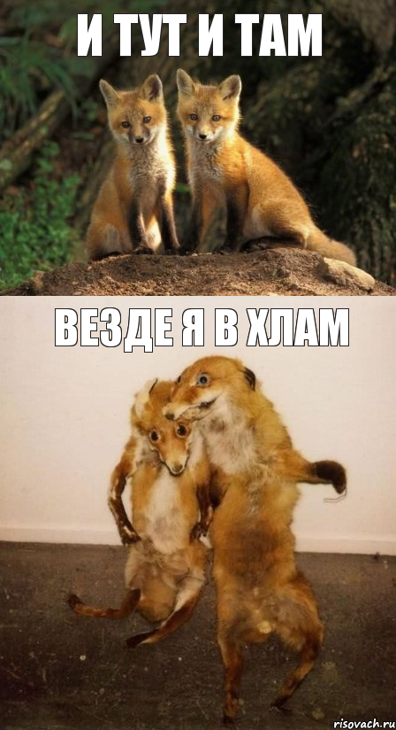 И тут и там везде я в хлам, Комикс Лисицы