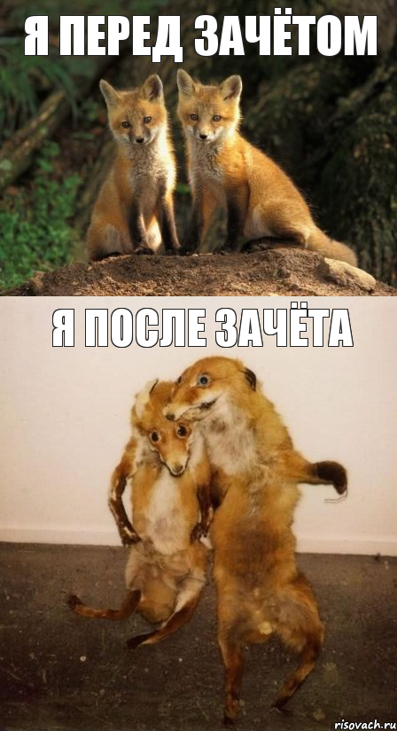 я перед зачётом я после зачёта, Комикс Лисицы