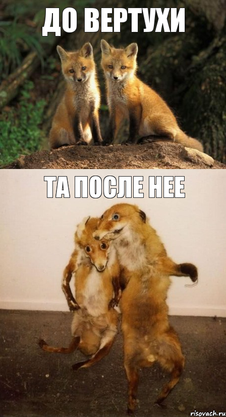 до вертухи та после нее, Комикс Лисицы