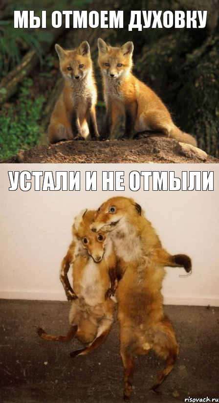 мы отмоем духовку устали и не отмыли, Комикс Лисицы