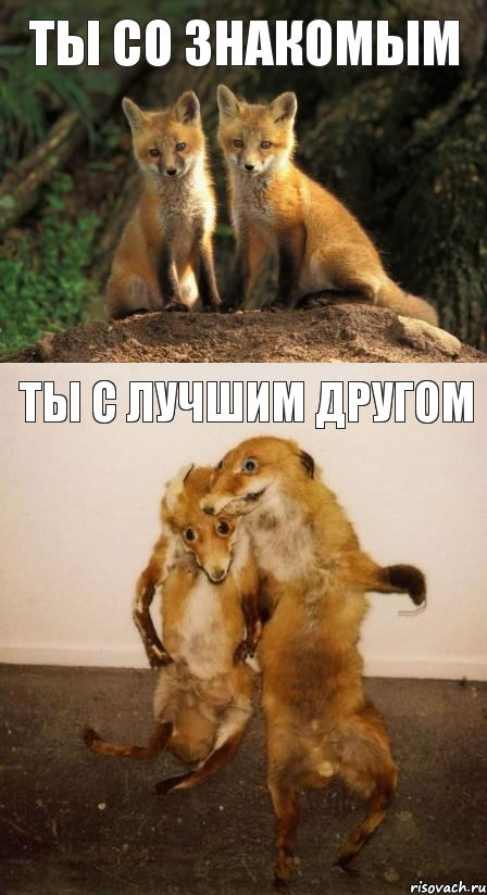 Ты со знакомым Ты с лучшим другом, Комикс Лисицы