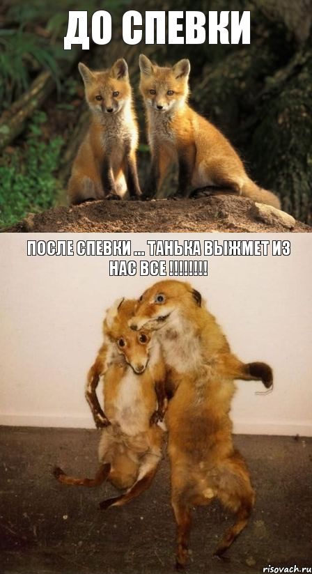 до спевки после спевки ... Танька выжмет из нас все !!!!!!!!, Комикс Лисицы
