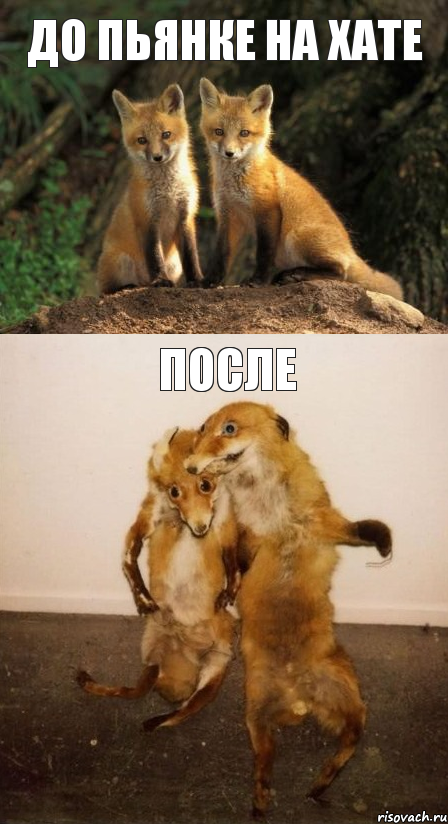До пьянке на хате После, Комикс Лисицы