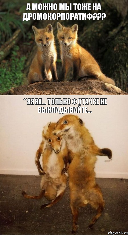 А МОЖНО МЫ ТОЖЕ НА ДРОМОКОРПОРАТИФ??? **ЯЯЯЯ... ТОЛЬКО ФОТАЧКЕ НЕ ВЫКЛАДЫВАЙТЕ..., Комикс Лисицы
