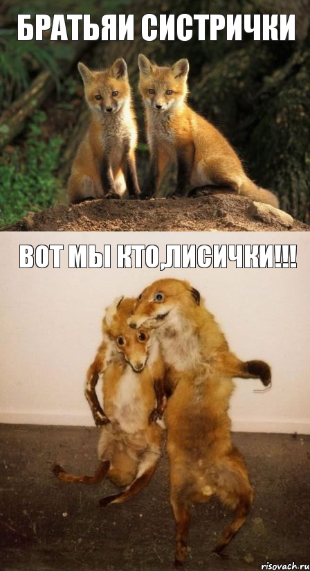 Братьяи систрички вот мы кто,лисички!!!, Комикс Лисицы