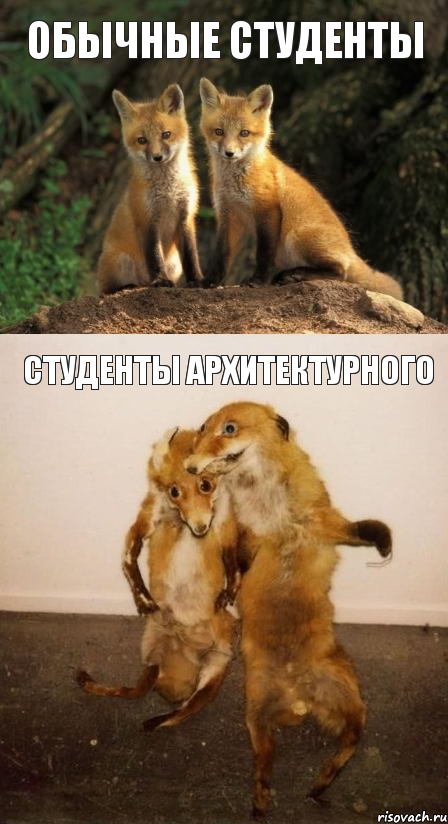 обычные студенты студенты архитектурного, Комикс Лисицы