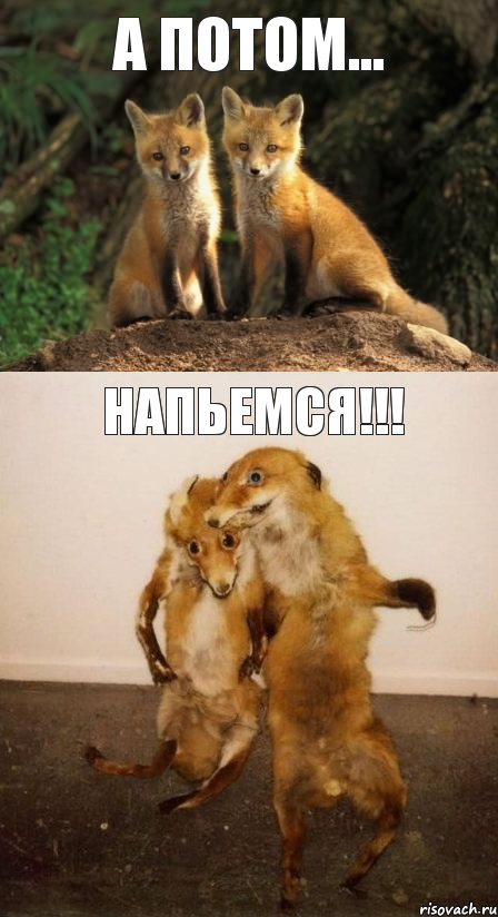 А потом... Напьемся!!!, Комикс Лисицы