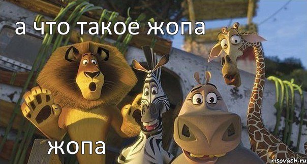 жопа а что такое жопа