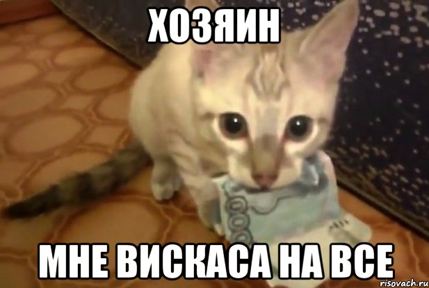 хозяин мне вискаса на все