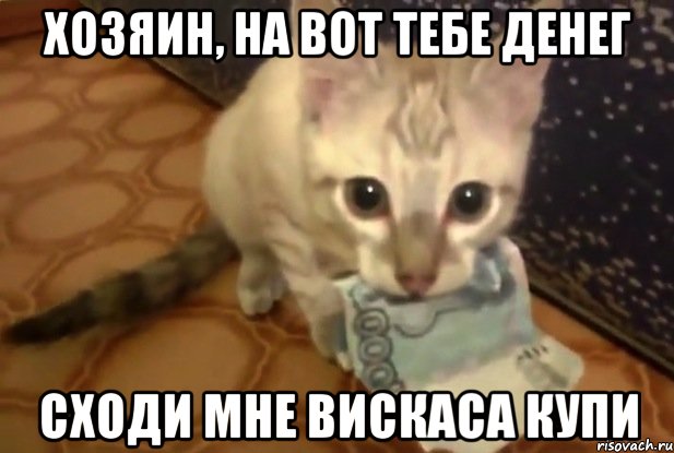 хозяин, на вот тебе денег сходи мне вискаса купи
