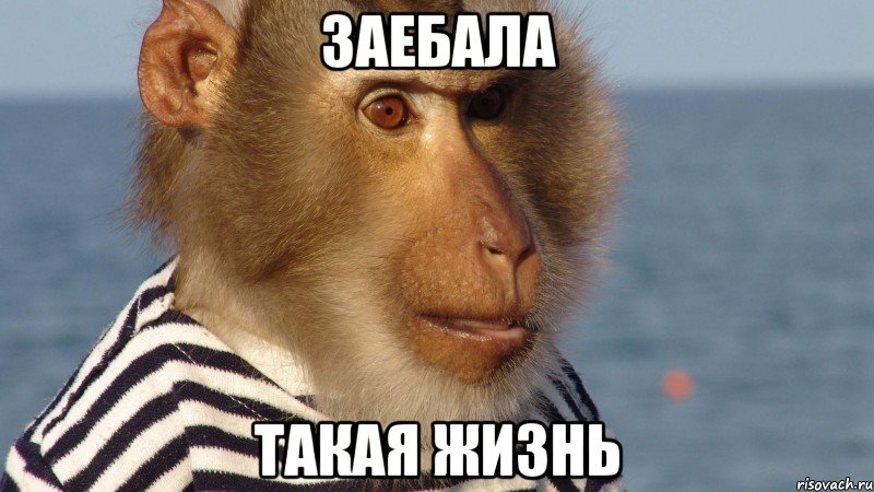 заебала такая жизнь