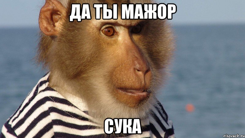 да ты мажор сука