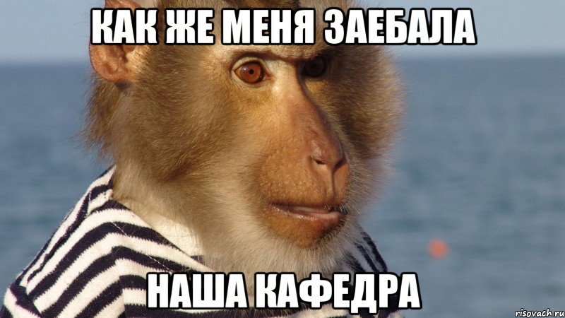 как же меня заебала наша кафедра