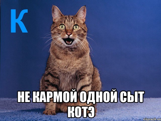  не кармой одной сыт котэ