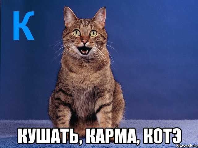  кушать, карма, котэ