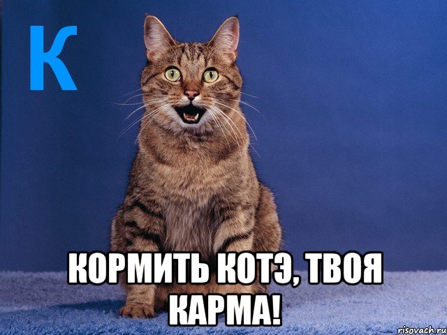  кормить котэ, твоя карма!