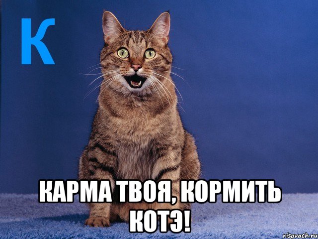  карма твоя, кормить котэ!