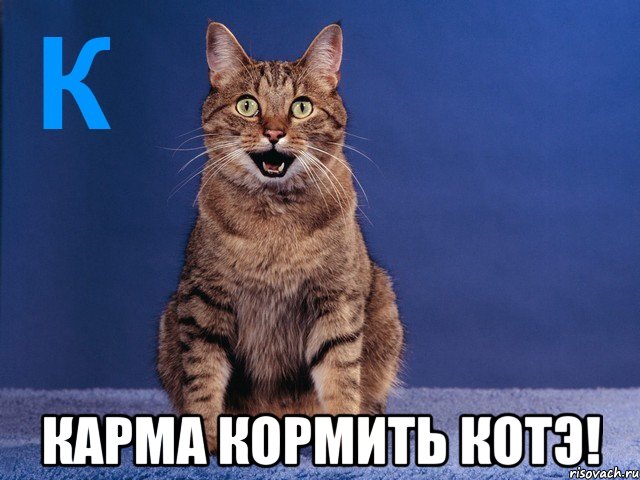  карма кормить котэ!