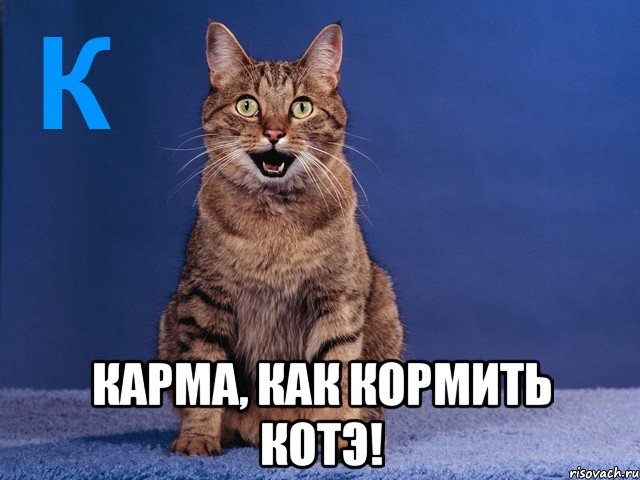  карма, как кормить котэ!