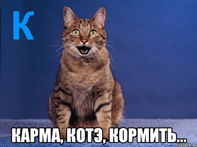  карма, котэ, кормить...