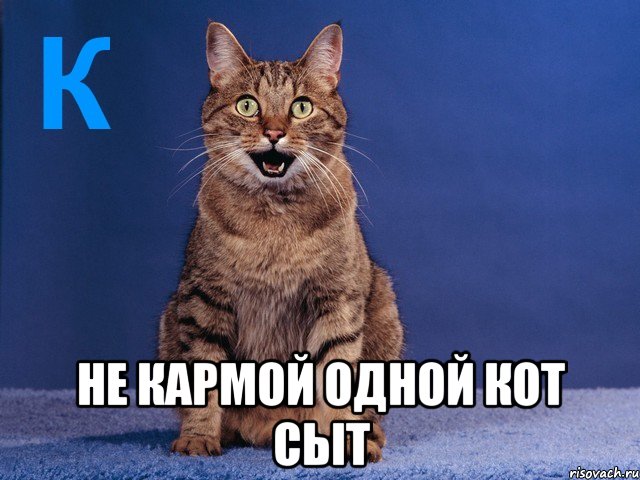  не кармой одной кот сыт