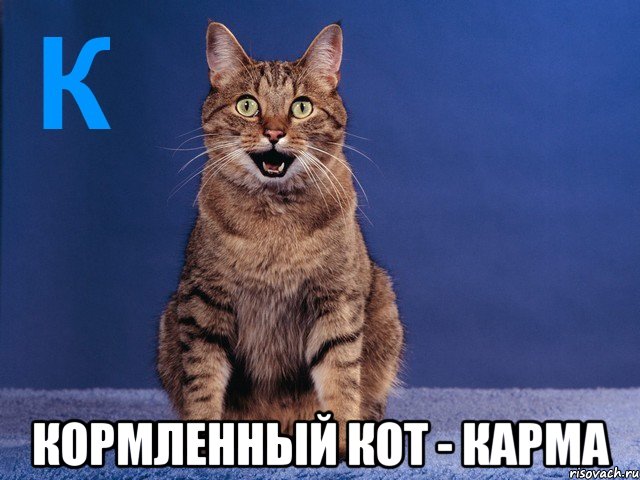  кормленный кот - карма