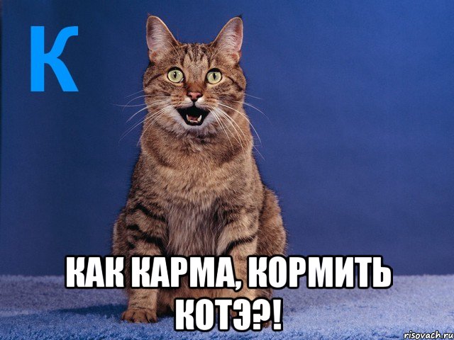  как карма, кормить котэ?!