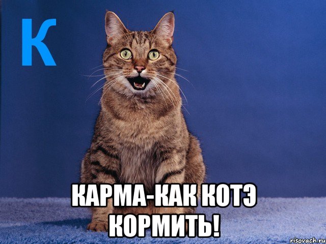  карма-как котэ кормить!