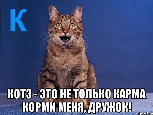  котэ - это не только карма корми меня, дружок!