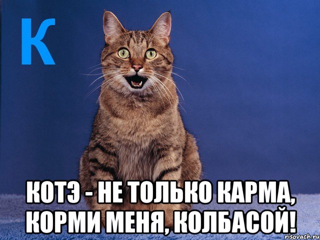  котэ - не только карма, корми меня, колбасой!